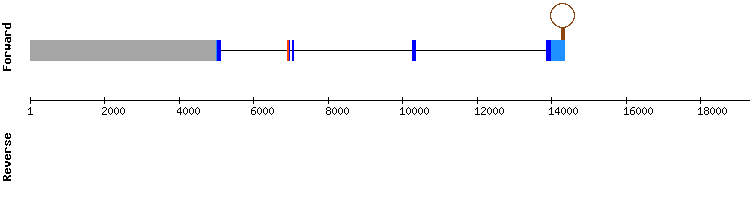 gene structure