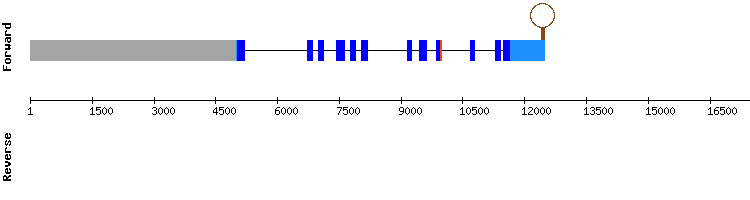 gene structure