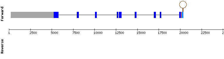 gene structure