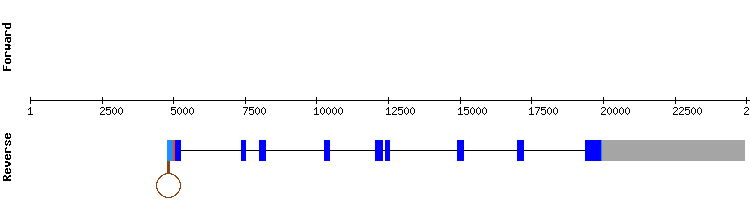 gene structure