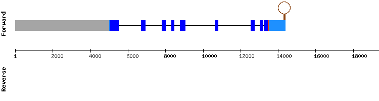 gene structure