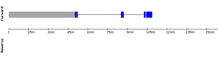 gene structure