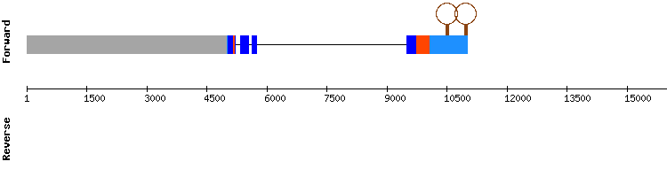 gene structure