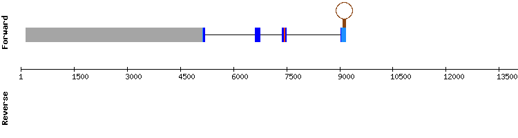 gene structure