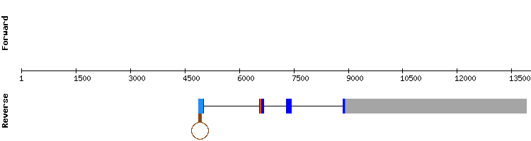 gene structure