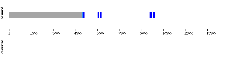 gene structure