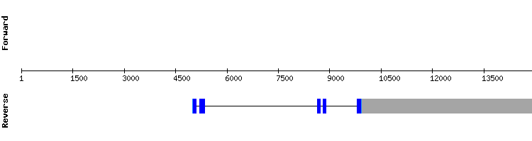 gene structure