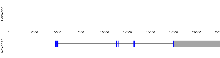 gene structure