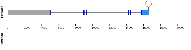 gene structure