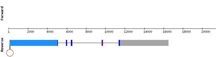 gene structure