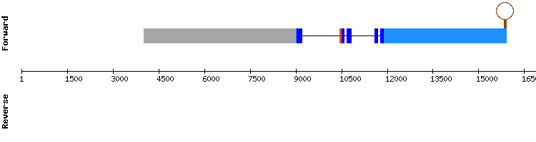 gene structure