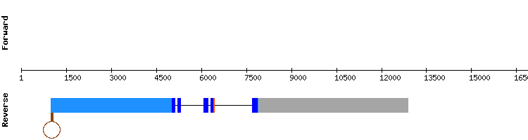 gene structure