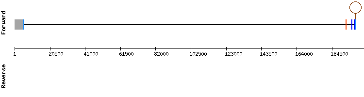 gene structure