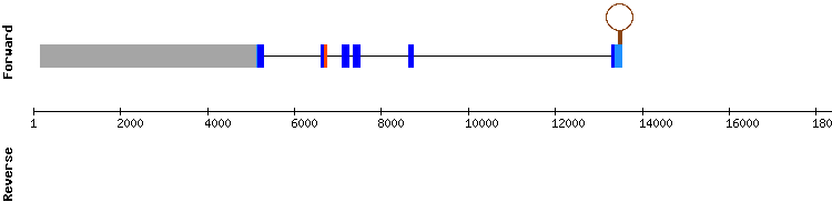 gene structure