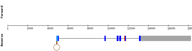 gene structure