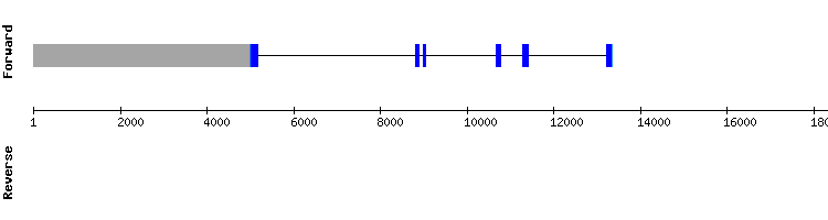 gene structure