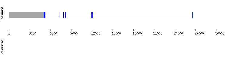 gene structure