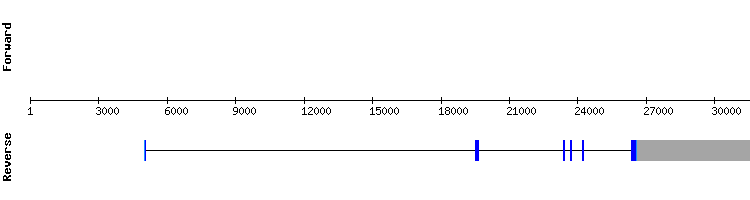 gene structure