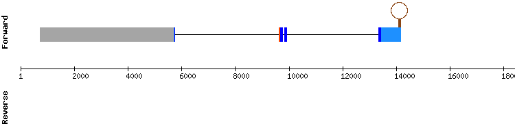 gene structure