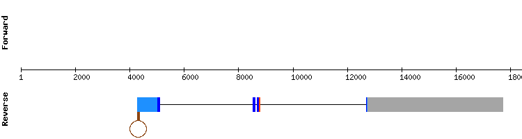 gene structure