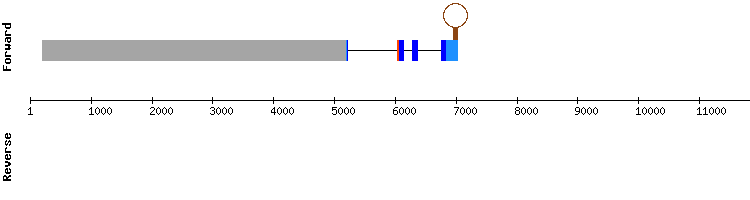 gene structure