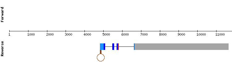 gene structure