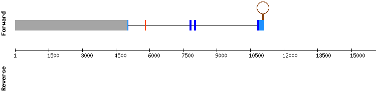 gene structure