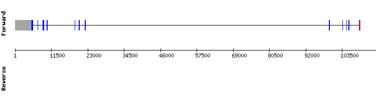 gene structure
