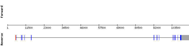 gene structure