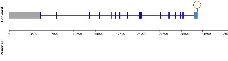 gene structure
