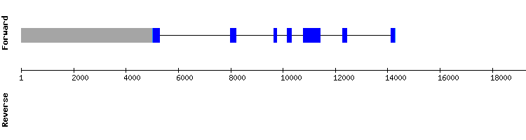 gene structure