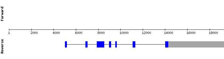 gene structure
