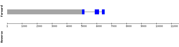 gene structure