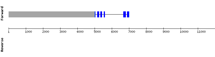 gene structure