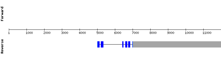 gene structure