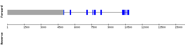 gene structure