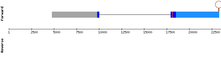 gene structure