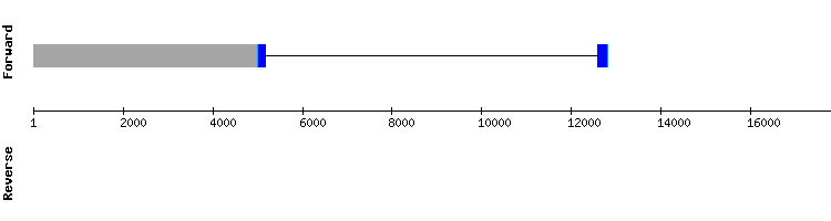 gene structure