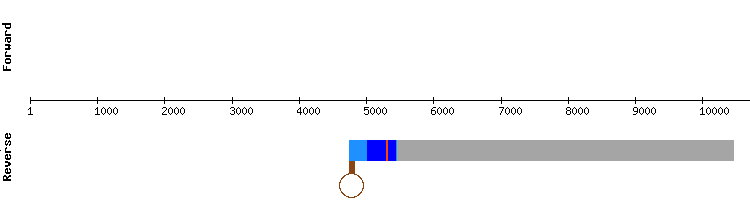 gene structure