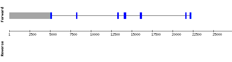gene structure