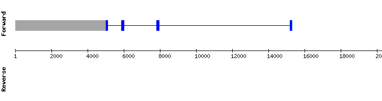 gene structure