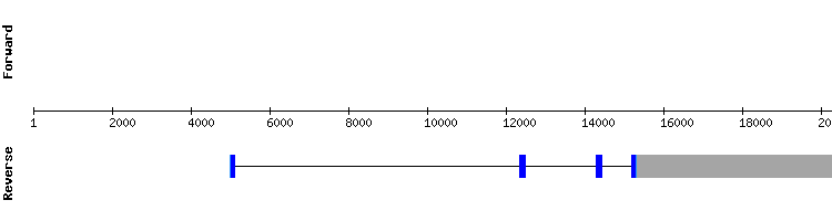 gene structure