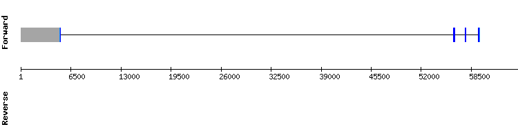 gene structure