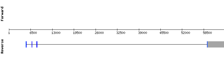 gene structure