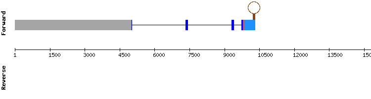 gene structure
