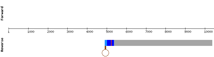 gene structure