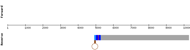 gene structure