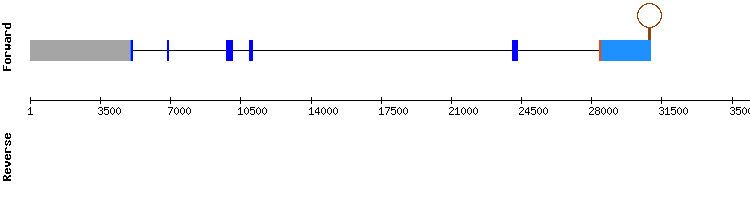 gene structure