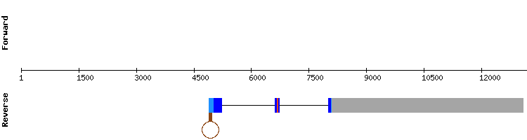 gene structure