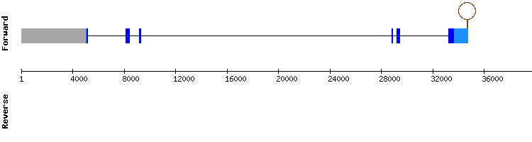 gene structure